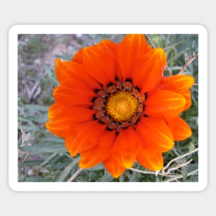 Gazania 5 Sticker